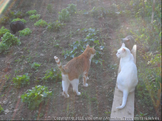 petite famille - Photo de Chats