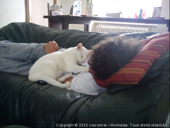 soyouz roupille - Photo de Chats