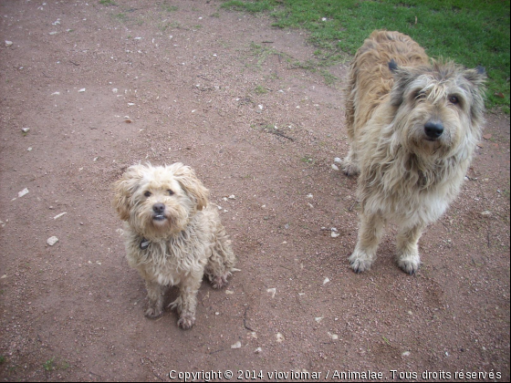 tana et phoebus - Photo de Chiens