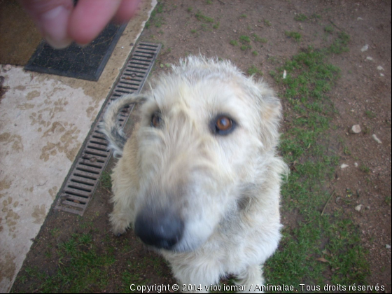 u2 - Photo de Chiens