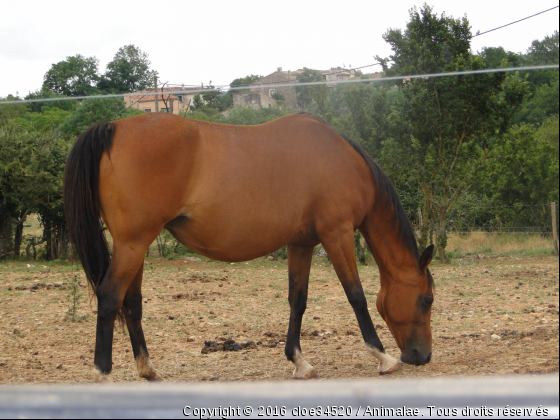 jument recontrer en balade  - Photo de Chevaux