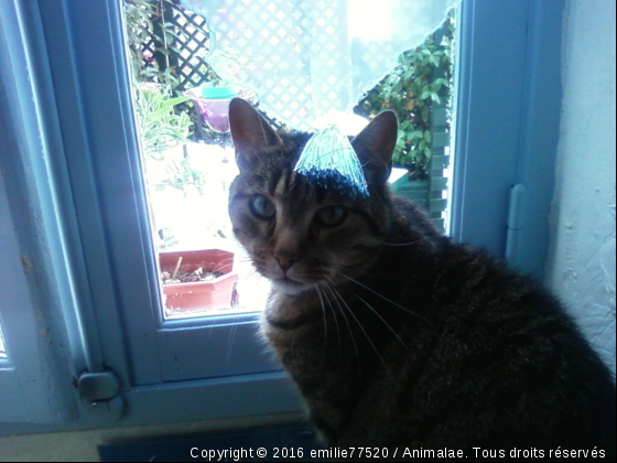 Zinny - Photo de Chats