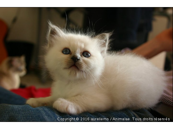 Holly - Photo de Chats