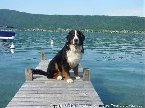 Fayal au lac d&#039;Annecy - Photo de Chiens