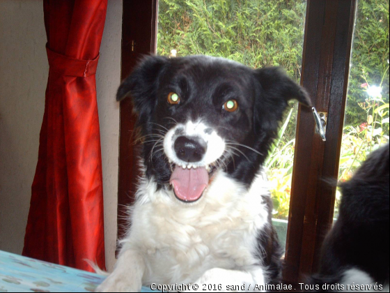 un joli sourire - Photo de Chiens