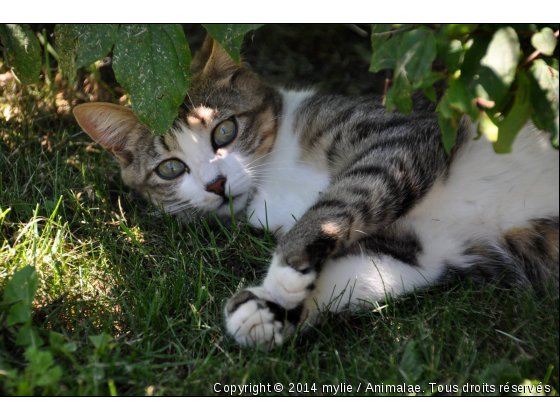 clochette - Photo de Chats