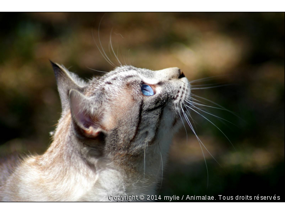 néo - Photo de Chats