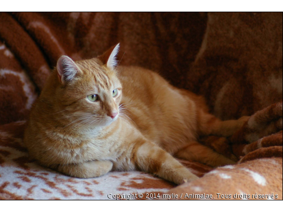 félix - Photo de Chats