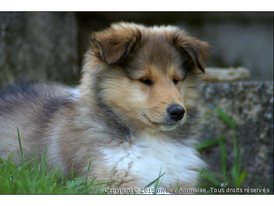 aslan - Photo de Chiens