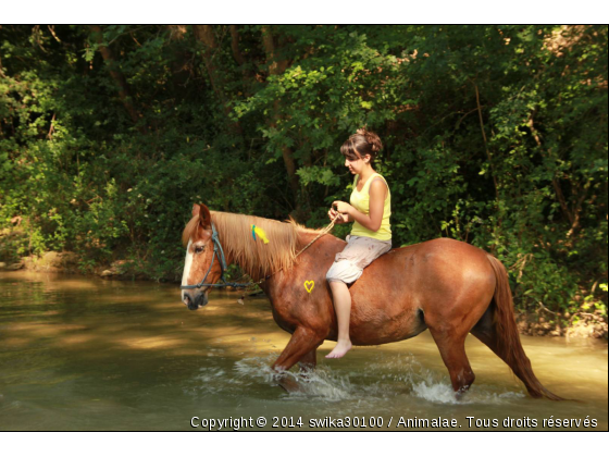 Cheval et sa cavalière à la rivière ; - Photo de Chevaux