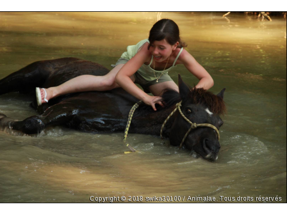 Cheval, dans la rivière .  - Photo de Chevaux