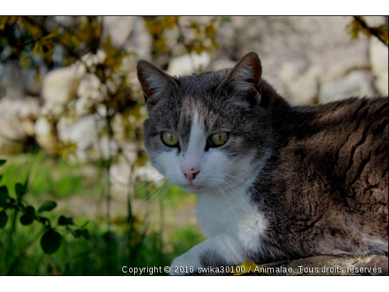 Chat - Photo de Chats