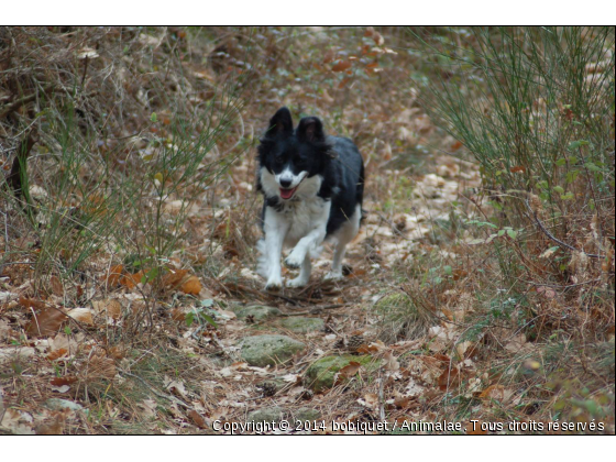 promenade - Photo de Chiens