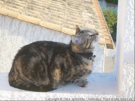 aphrodite - Photo de Chats