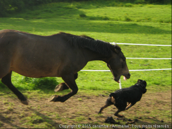 le bonheur est dans le pré - Photo de Chevaux