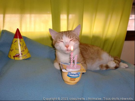 mon premier anniversaire - Photo de Chats