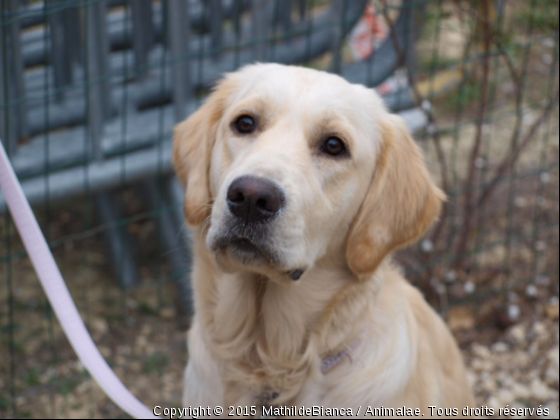 Edel Bianca - Photo de Chiens