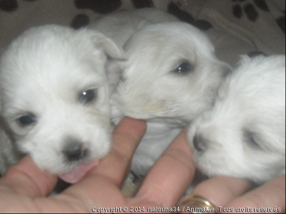 les oeuvres d&#039;art de ma chienne - Photo de Chiens