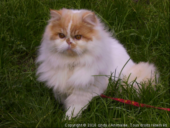 lucky male persan - Photo de Chats