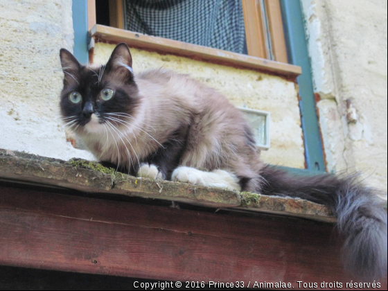 Hangover - Photo de Chats