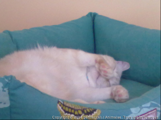 la sieste - Photo de Chats