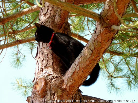 Escapade dans le pin  - Photo de Chats