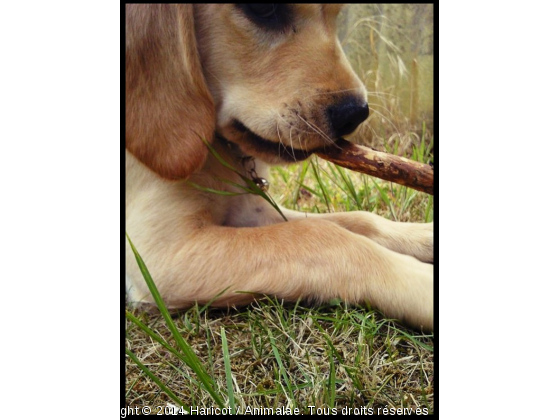 De l&#039;herbe, du bois, le plus heureux du monde.. - Photo de Chiens