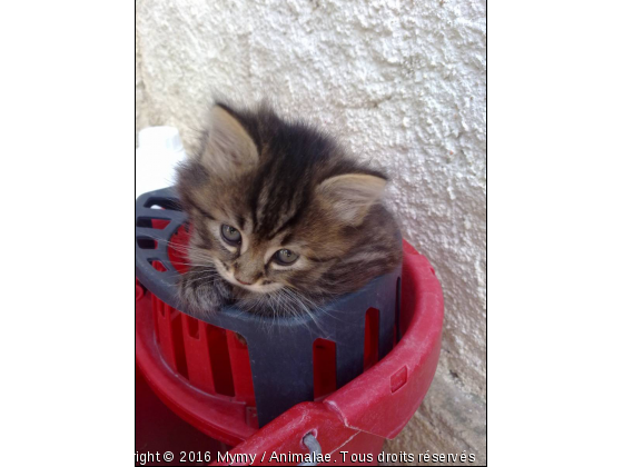 Bébé Chat - Photo de Chats