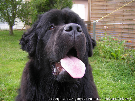 ciubane - Photo de Chiens