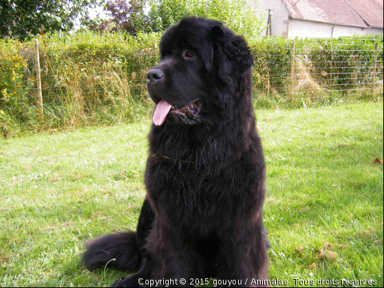 ciubane - Photo de Chiens