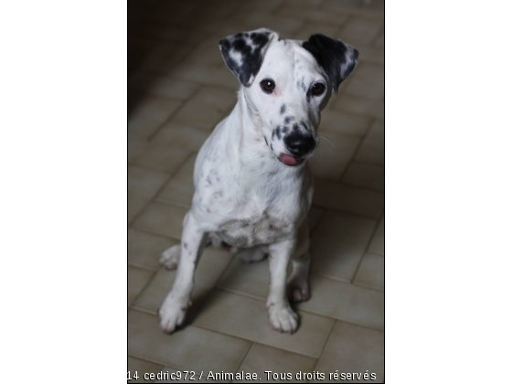 Spooky concentré - Photo de Chiens