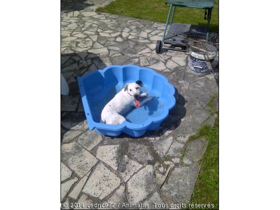 Soopky dans sa piscine - Photo de Chiens