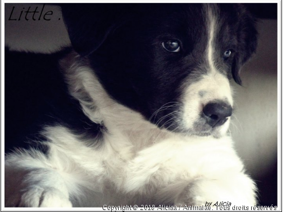 Chiot - Photo de Chiens