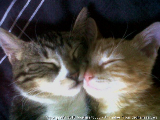 roxy et lyou - Photo de Chats