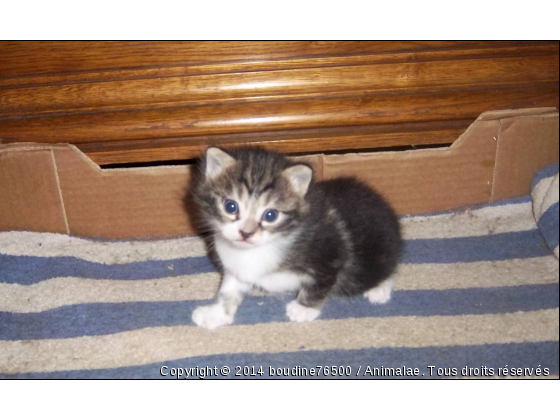 lylou bébé  - Photo de Chats