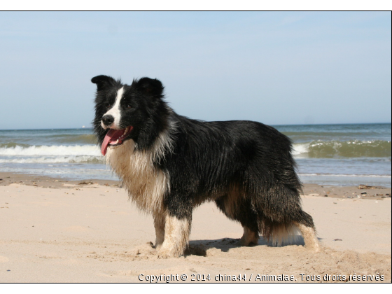 Seth des Borders de Grimmauprès à la Côte d&#039;Opale - Photo de Chiens