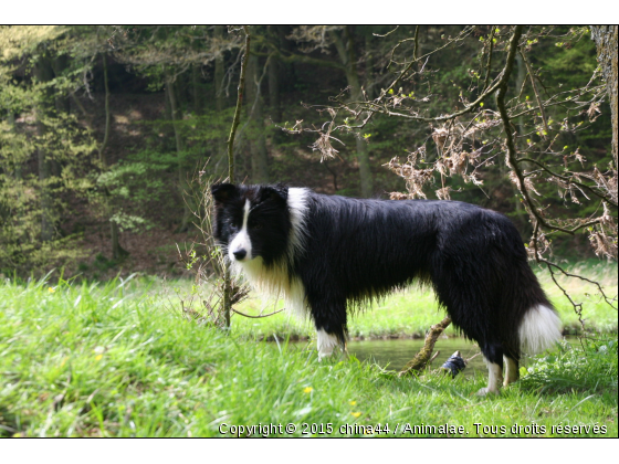 Seth des Borders de Grimmauprès - Photo de Chiens