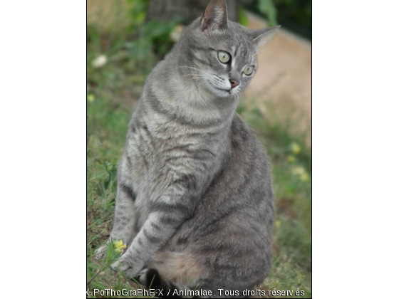 Un chat qui pose - Photo de Chats