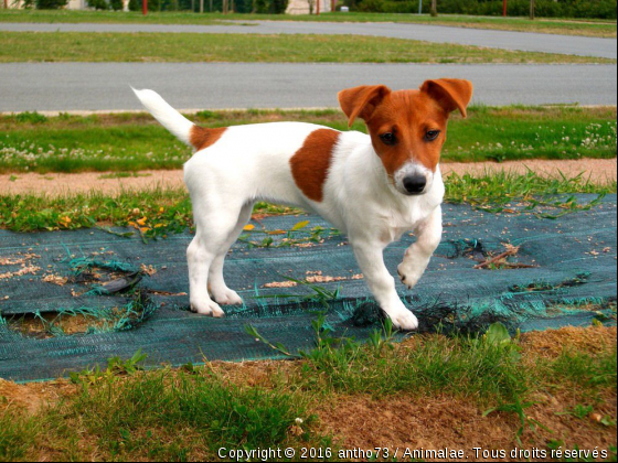 Princesse Texas - Photo de Chiens