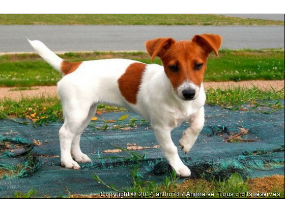 texas  - Photo de Chiens