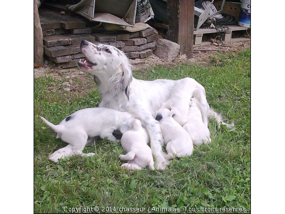 mere et ses petits - Photo de Chiens