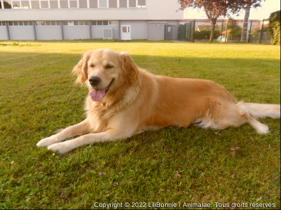 Bonnie - Photo de Chiens