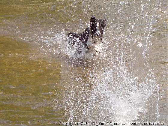 jeux d&#039;eau  - Photo de Chiens