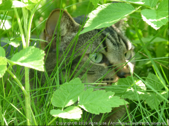 Le félin  - Photo de Chats