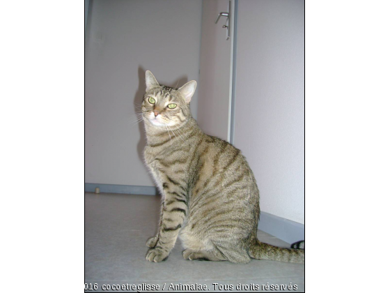 mon chat casimir - Photo de Chats