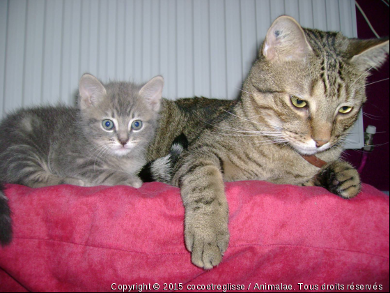 casimir et tit chat  - Photo de Chats