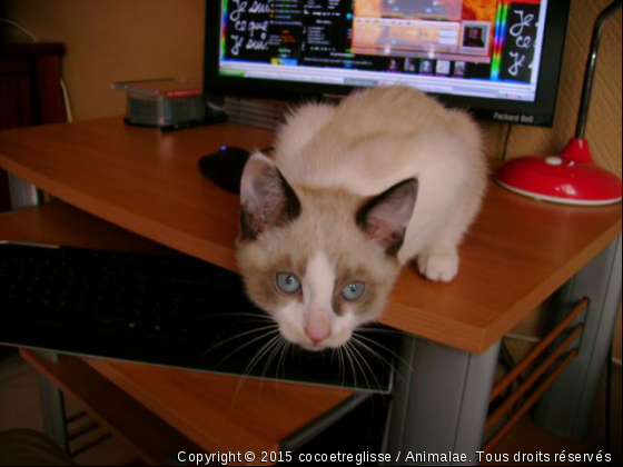 saphira - Photo de Chats