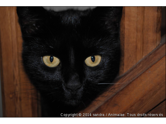 l escalier - Photo de Chats