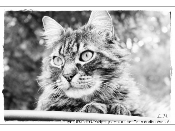 Monsieur Doudou le Chat. - Photo de Chats