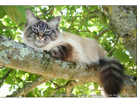 keiko - Photo de Chats